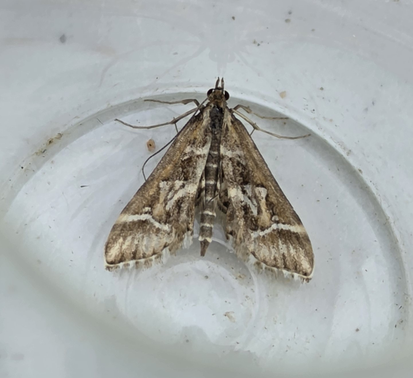 Photo of Lettered China-mark (Diasemia reticularis)